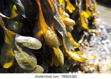 Bladderwrack seaweed on a beach in Looe, Cornwall