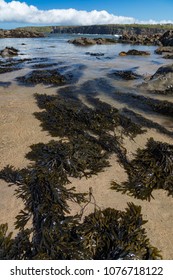 bladderwrack Seaweed  on the beach of the west coast of Ireland