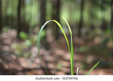 Blade of Grass