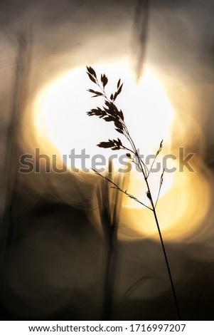 a blade of grass in back light