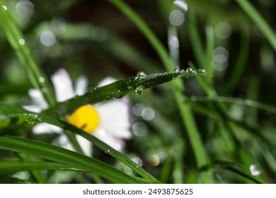 blade of grass with daisies as background - Powered by Shutterstock