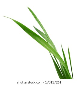 blade of grass isolated on white background - Shutterstock ID 170117261