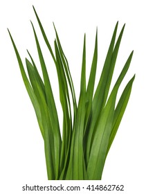 Blade Of Grass Isolated On White Background. Clipping Path Included For Your Design.