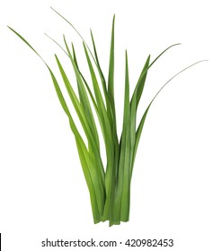 Blade Of Grass Isolated On White Background. Clipping Path Included For Your Design.