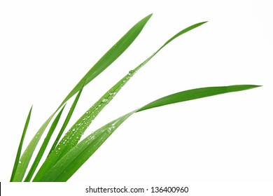 Blade Of Grass On White Background