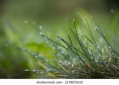 Blades of fresh green spring grass with raindrops or dew drops glistening on the leaves