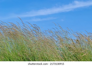 Blades Of Grass Against A Blue Sky