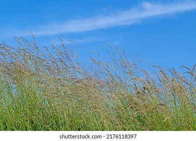 Blades Of Grass Against A Blue Sky