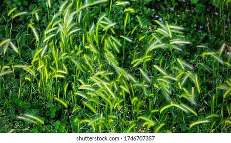 blades of grass blowing in the wind - Shutterstock ID 1746707357