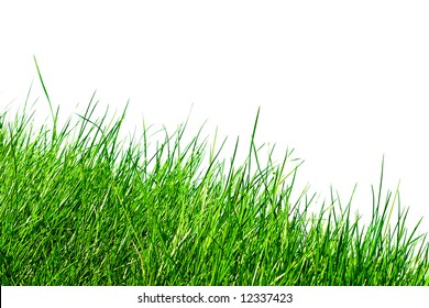 Blades Grass Isolated On White Background Stock Photo 12337423 