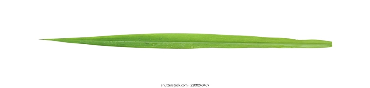 Blades of grass isolated on white background included clipping path.