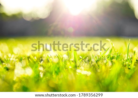 Blades of green grass on a bright sunny day
