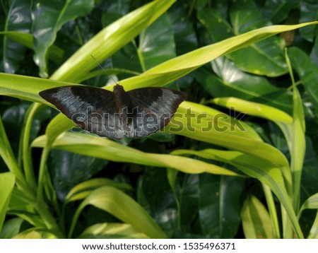 Blak and gray moth with leaf