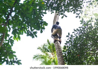 A Blak Skinned Man Climbing A Coconut Tree  