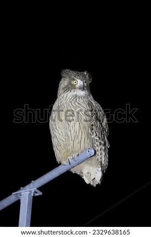 Similar – A young kestrel in the hands of its surrogate mother shortly after feeding