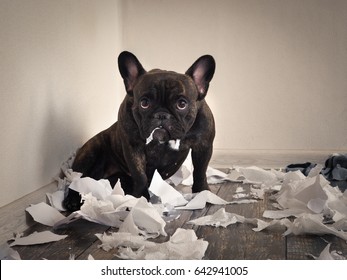 Blame The Dog Made A Mess In The Room. Playful Puppy French Bulldog