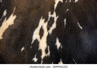 Bland And White Hairy Skin Texture Of Fur