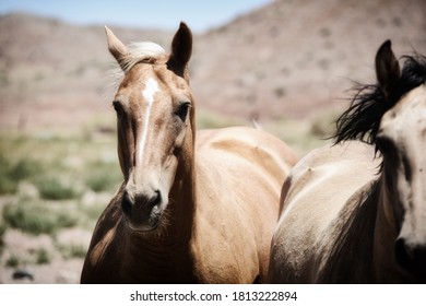 Buckskin Mustang High Res Stock Images Shutterstock