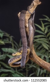 7 Blandings tree snake Images, Stock Photos & Vectors | Shutterstock