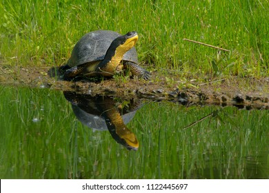 A Blanding's Turtle Is Basking In The Sun On A Floating, Man Made Island In A Pond. Don Valley Brickworks Park, Toronto, Ontario, Canada.