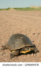 Blandings Turtle Crossing Road