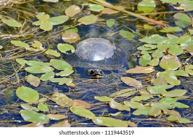 Blandings Turtle In Swamp