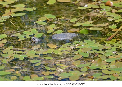 Blandings Turtle In Swamp