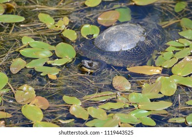 Blandings Turtle In Swamp