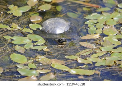 Blandings Turtle In Swamp