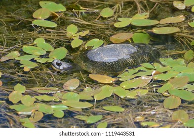 Blandings Turtle In Swamp