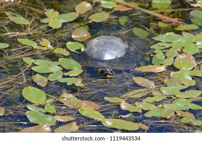 Blandings Turtle In Swamp