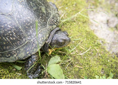 Blandings Turtle Woods