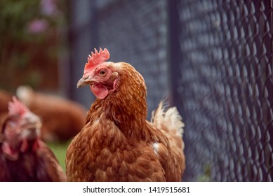 Blandly Chicken In Grass Farm