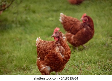 Blandly Chicken In Grass Farm