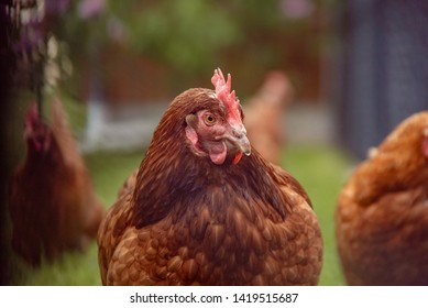 Blandly Chicken In Grass Farm