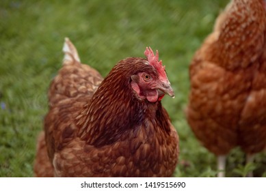 Blandly Chicken In Grass Farm