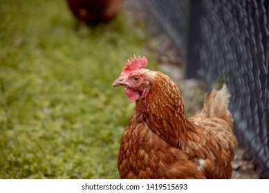 Blandly Chicken In Grass Farm