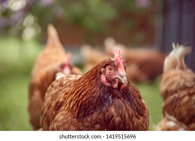 Blandly Chicken In Grass Farm