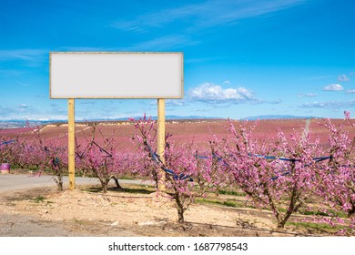 Blank Billboard Mock Up In The Agriculture. Pink Blossom Flowers In A Peach Tree Field.