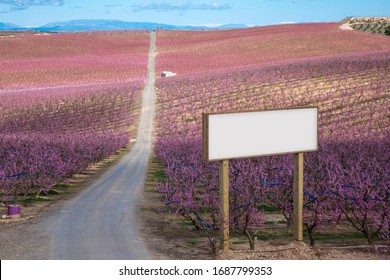 Blank Billboard Mock Up In The Agriculture. Pink Blossom Flowers In A Peach Tree Field.