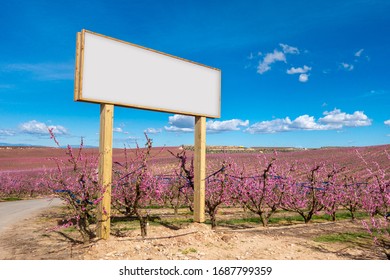 Blank Billboard Mock Up In The Agriculture. Pink Blossom Flowers In A Peach Tree Field.