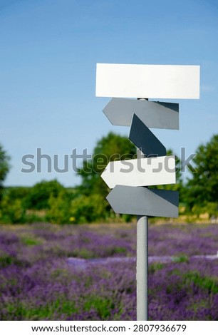 Blank directional signpost with empty arrow signs standing in a blooming lavender field against a clear blue sky. Travel, destination, navigation, tourism, choice and copy space concept.