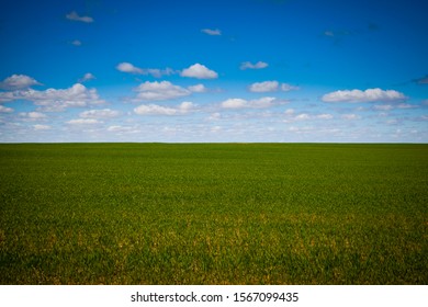 Blank Field, Lush green grass with vivid blue sky with little fluffy clouds. Background image, space for copy.
