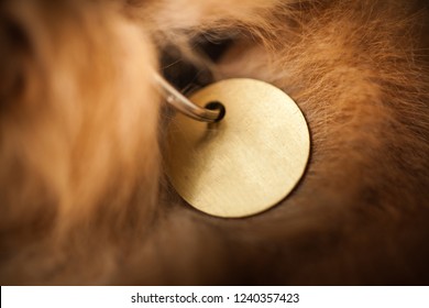 Blank Golden Pet Tag