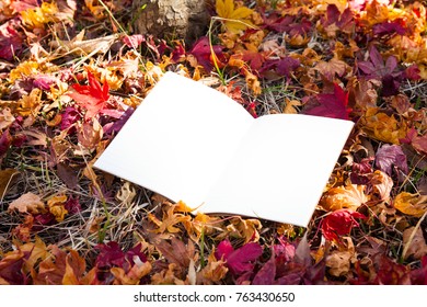 Blank note on a fallen maple leaves