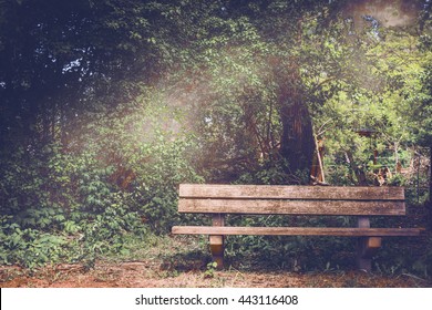 Blank Old wooden bench in a shady area of the garden or the park, outdoor