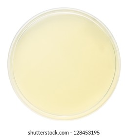 blank petri dish isolated on white