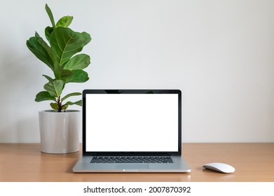 Blank Screen Of Laptop Computer With Fiddle Fig Tree Pot On Wooden Table