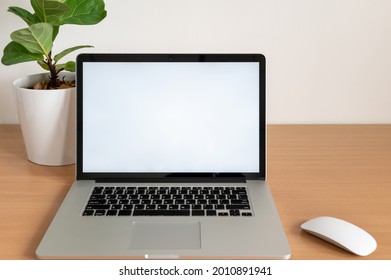 Blank Screen Of Laptop Computer With Fiddle Fig Tree Pot On Wooden Table