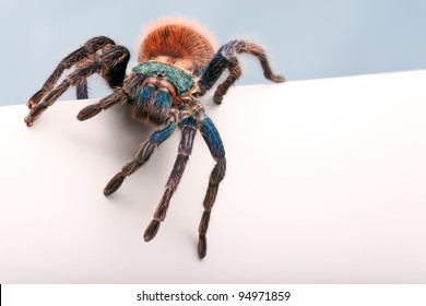 Blank Sign - Greenbottle Blue Tarantula